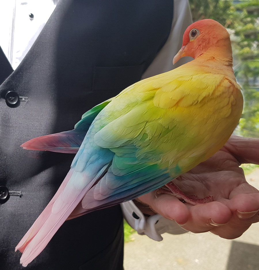 Prism, the world's first rainbow dove